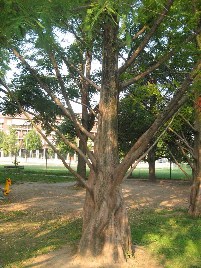 Alberi in un parco giochi